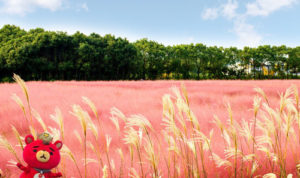 ユノと一緒にミューレンベルギア・カピラリスを見たい！